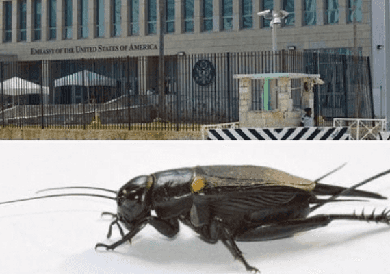 מחקר: הגורם לפגיעות המוחיות של עובדי השגרירות בהוואנה הוא צרצרים