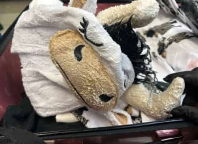 לוס אנג'לס: פיג'מת פרה חשפה ניסיון הברחה ייחודי של תושב סן פרננדו וואלי 