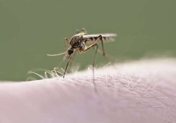 טווח הסכנה מתרחב בוואלי לוס אנג'לס: יתושים נושאי נגיף אותרו גם בוודלנד הילס