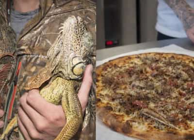 פיצת איגואנות בפלורידה: גל הקור שהיכה בדרום פלורידה הביא ליצירת פיצה חדשה ומסקרנת