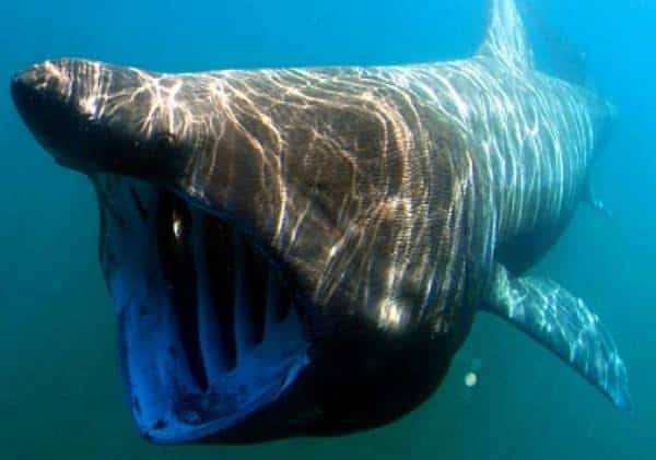  "כרישים בגודל אוטובוס" הגיעו לחופי קליפורניה