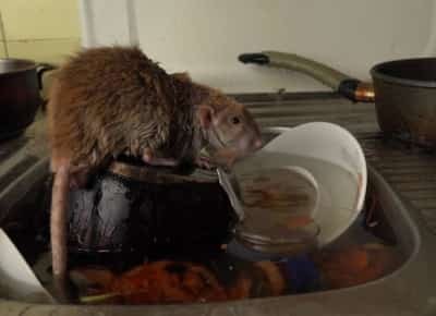 בית האימה בדרום קליפורניה: מאות חולדות פלשו לבית מגורים — והשכנים נואשים לעזרה