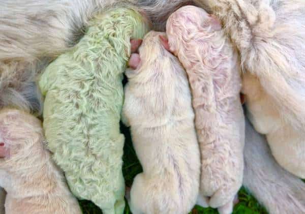 תופעה נדירה ביותר: גור כלבים נולד בצבע ירוק