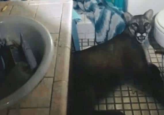 עדיף ג'וק? אורח מלחיץ נתגלה בחדר השירותים