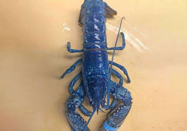 אחד ממיליונים: לובסטר נדיר התגלה במסעדה