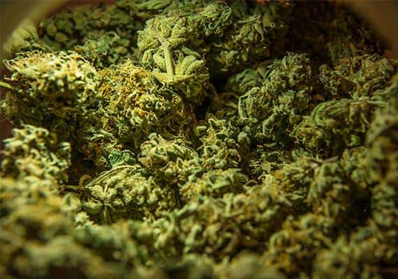 מדינת הגן תהפוך למדינה "ירוקה"? המחוקקים בניו ג'רזי סבורים שכן