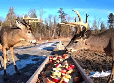 כוכבי הרשת עם הקרניים: האיילים של מיין שהפכו לתופעת אינטרנט עולמית