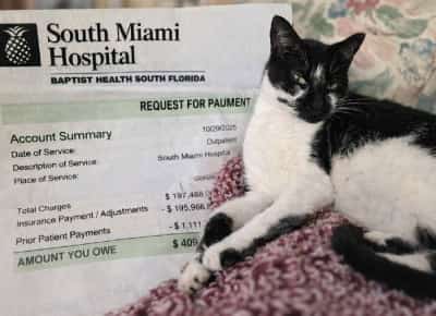 מהפכת צרכנות בפלורידה: החזרי כספים מהירים, רגולציה על ביטוח לחיות מחמד ומאגר פומבי למתעללים בבעלי חיים