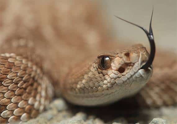 הנחשים מציפים את קליפורניה: עשרות מקרי הכשות ארסיות בשבועות האחרונים