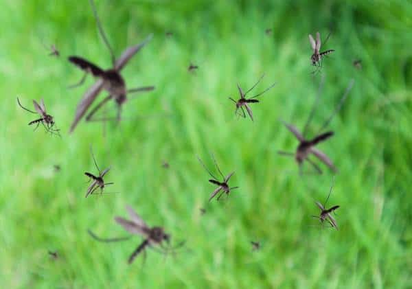 נחילי היתושים מכים בעוצמה בבתי מגורים בדרום קליפורניה: ילד חלה בקדחת הנילוס המערבי ואושפז בעקבות עקיצה