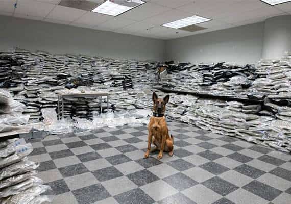 כלב משטרתי סיכל משלוח סמים ענק מקליפורניה לשיקגו