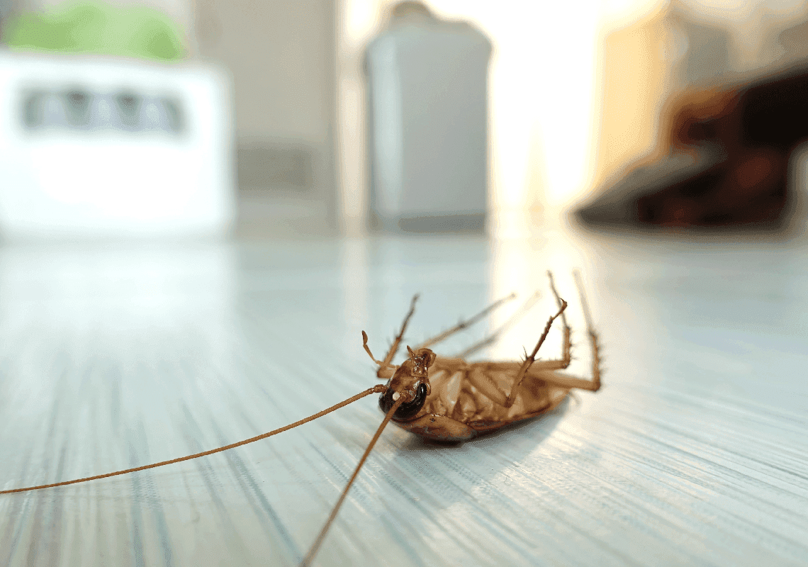 המצאת המאה: לייזר עם בינה מלאכותית שמזהה ג'וקים - ומחסל אותם