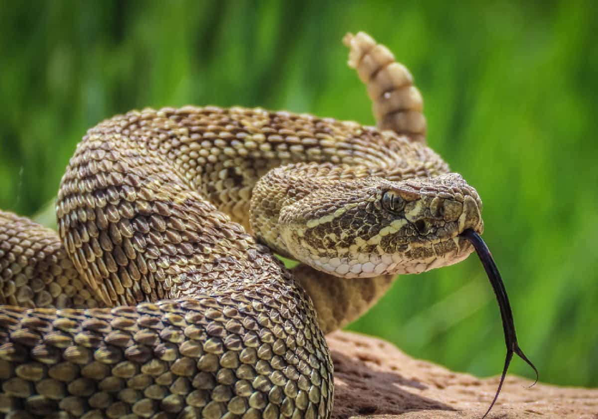 רצף אירועים חריג בקליפורניה: מקרה מוות שלישי מהכשת נחש תוך שבועות ספורים