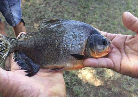 מלתעות: בת 11 העלתה בחכתה דג מסוכן במיוחד