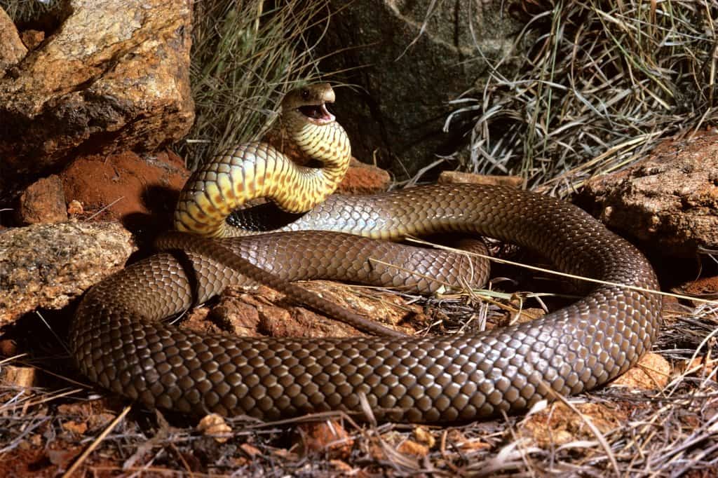 מומחה נחשים ו‏אב ל-2 מת מהכשת נחש לעיני אשתו לפני שהפרמדיקים הגיעו