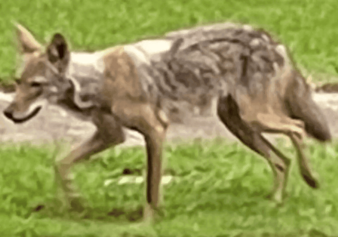 בפעם השנייה תוך פחות משבוע: זאב ערבות תקף פעוט - שנמצא בסכנת חיים