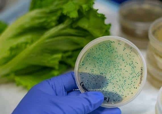 זיהום החסה מתעצם ברחבי ארה"ב: נחצה רף 100 החולים, 10 פיתחו תסמונת הפוגעת בכליות