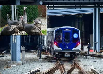 האיחור הכי מוזר בעיר: תרנגולי בר השביתו רכבת בניו יורק