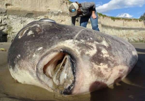 לראשונה מזה 132 שנה: דג נדיר ביותר מאוסטרליה נשטף אל חופי סנטה ברברה
