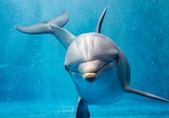 עצוב: זה מה שנמצא בתוך בטנו של דולפין שנסחף אל חופי פלורידה