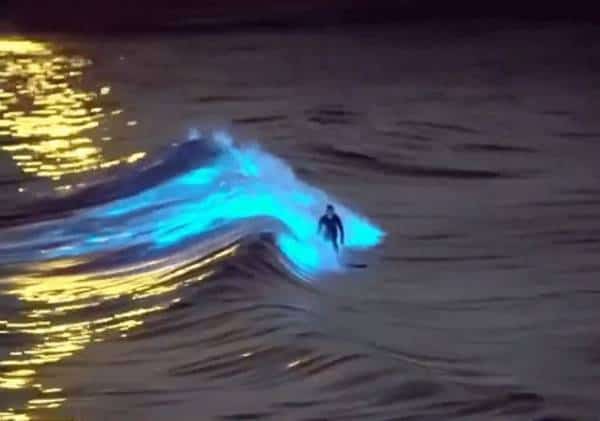 "אחד הדברים הכי מדהימים שראיתי בחיי": תופעת הגלים הזוהרים מטריפה את קליפורניה