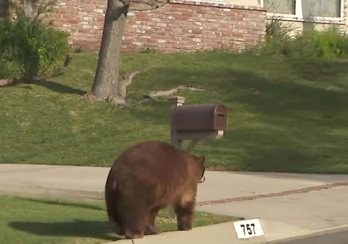בהלה בלוס אנג'לס: דוב תקף אישה שיצאה לטיול בוקר עם הכלב שלה