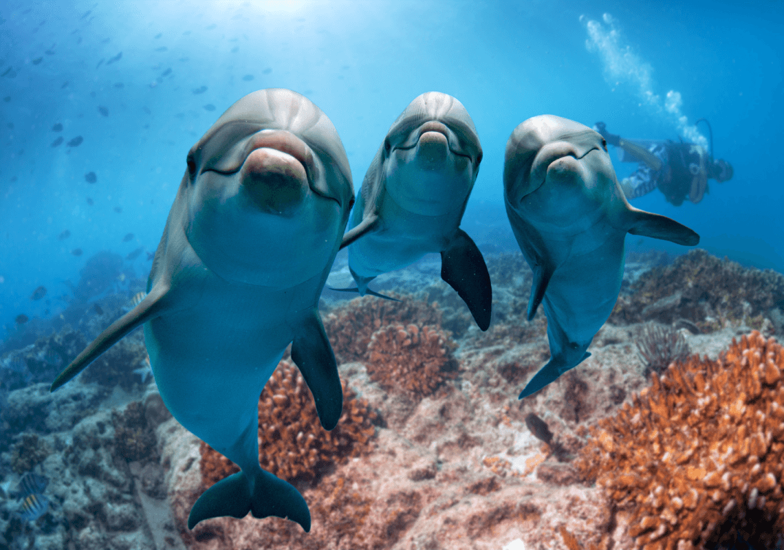 איך דולפינים מתמסטלים?