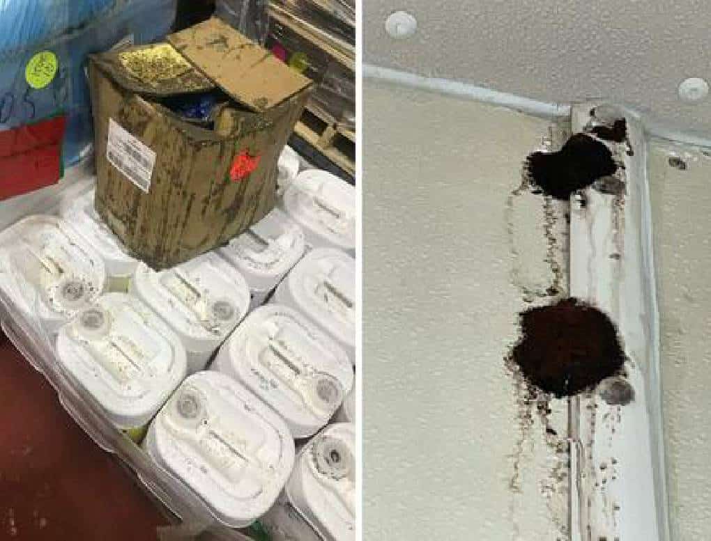 מעבר למגעיל: עובד Beyond Meat לשעבר חשף תמונות ומסמכים המראים עובש, תנאים מלוכלכים - 'היה זיהום ליסטריה'