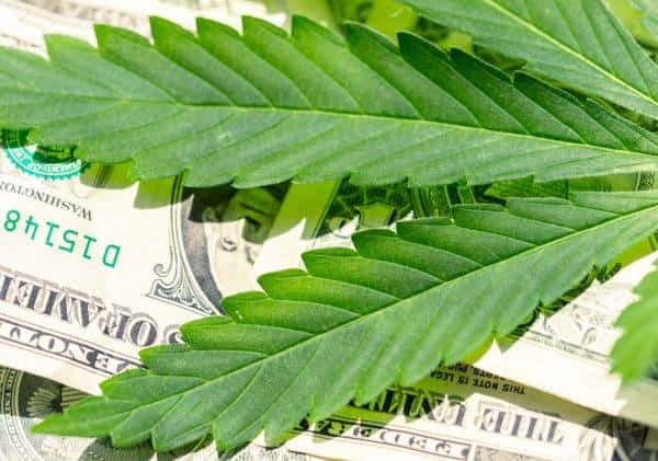 הונאת מיליוני דולרים בתעשיית המריחואנה בדרום קליפורניה: עשרות משקיעים נפלו קורבן 