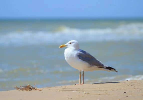 ניו המפשיר: השחפים גנבו לו את ההמבורגר, המשטרה קנסה אותו