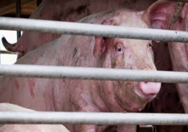 מגיפת שפעת חדשה? חצי מיליון בני אדם הושמו בעוצר בסמוך לבייג'ינג