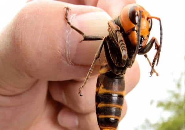 "נהיה הראשונים לתפוס אותן": מלכודות הוצבו ברחבי החוף המערבי במטרה לאתר את צרעות הענק הרצחניות