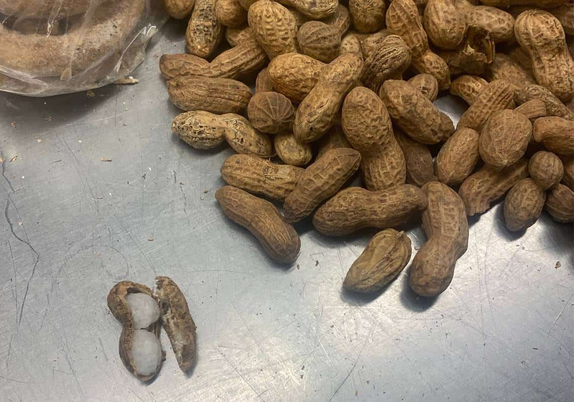 "כבר אי אפשר להפתיע אותנו": סמים הוברחו בתוך בוטנים