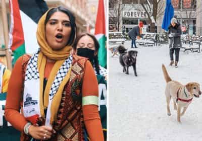 פעילה פלסטינית מוכרת מניו יורק קוראת לאסור על כלבים כחיות מחמד כי זה נוגד את האסלאם
