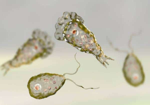 פלורידה: אמבה טורפת-מוח גבתה את חייו של קורבן שבילה באחד מאגמי המדינה