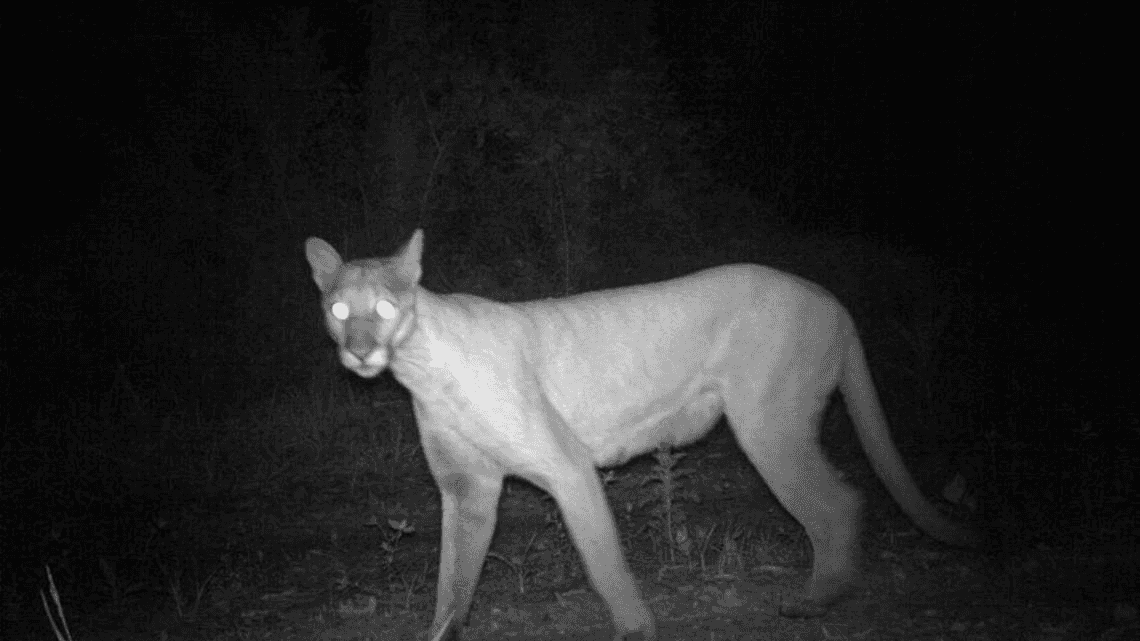 פלורידה: מדענים סבורים שקיימים 1,036 זנים במדינה הנמצאים בסכנת הכחדה. האם התוכנית הזו תציל אותם? 
