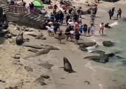 הם נראים חלשים ומבולבלים - אבל עלולים לתקוף: מה קורה לאריות הים בקליפורניה?