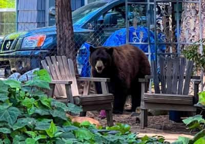 אירוע חריג בנבדה סמוך לגבול עם קליפורניה: דוב שחור חדר לבית ופצע זוג בני 87