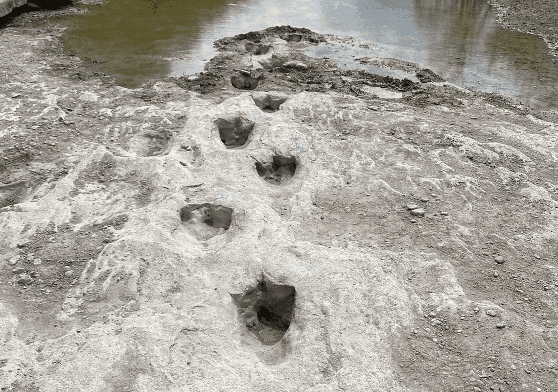 תגלית מדהימה בגלל הבצורת: עקבות דינוזאורים נמצאו בטקסס