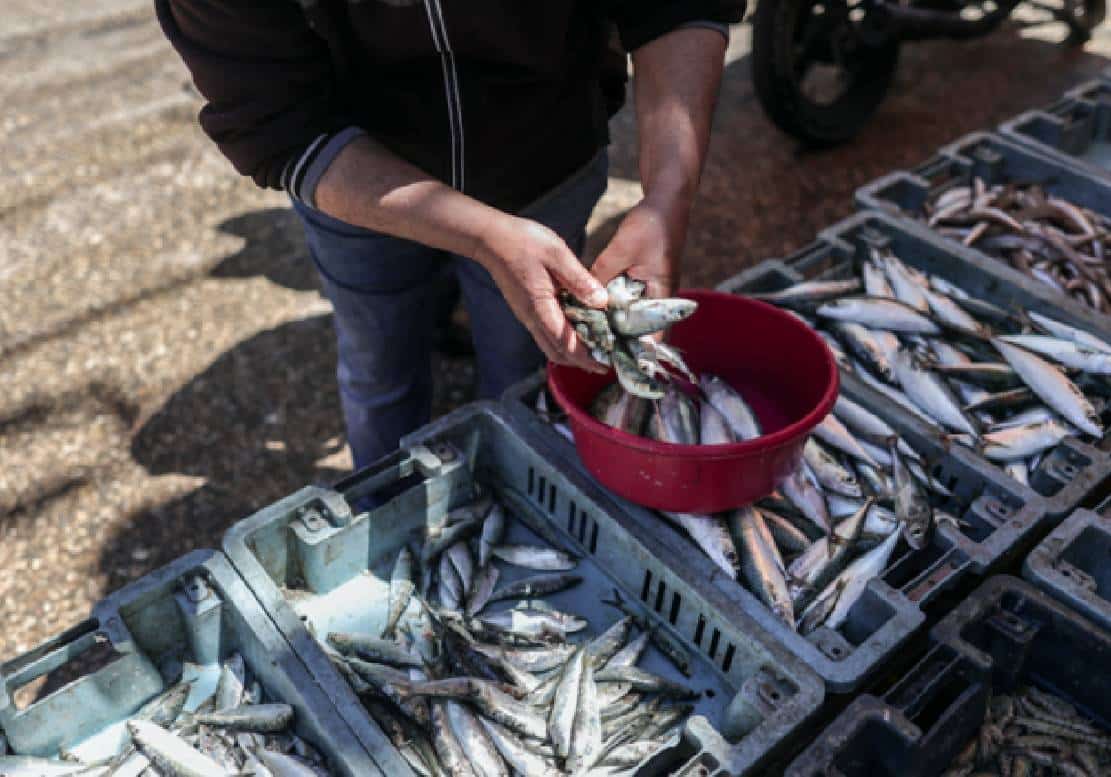 המצאה ישראלית: דגים מודפסים בתלת מימד עומדים לצאת לשוק ‏העולמי