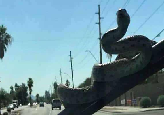 נחש מי: נהג בפיניקס נקלע לאירוע מלחיץ במהלך נסיעה שגרתית