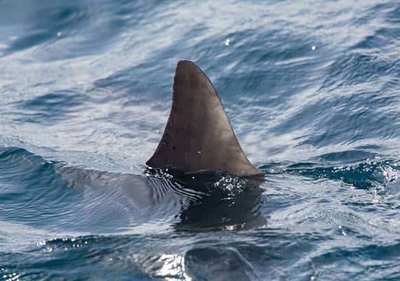 טקסס: גבר ננשך ע"י כריש, מצבו קשה