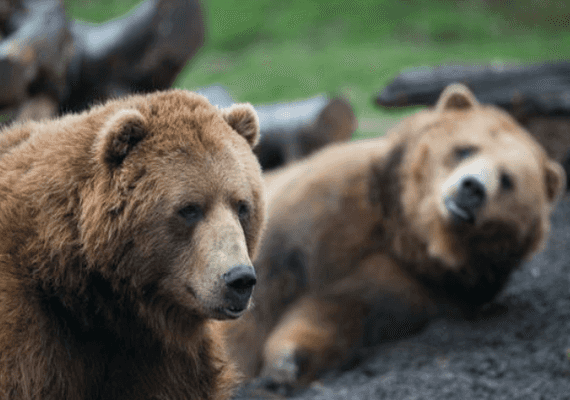 אלסקה: חובב חיות ירה בדובה, שני גוריה נקלטו בגן החיות הלאומי