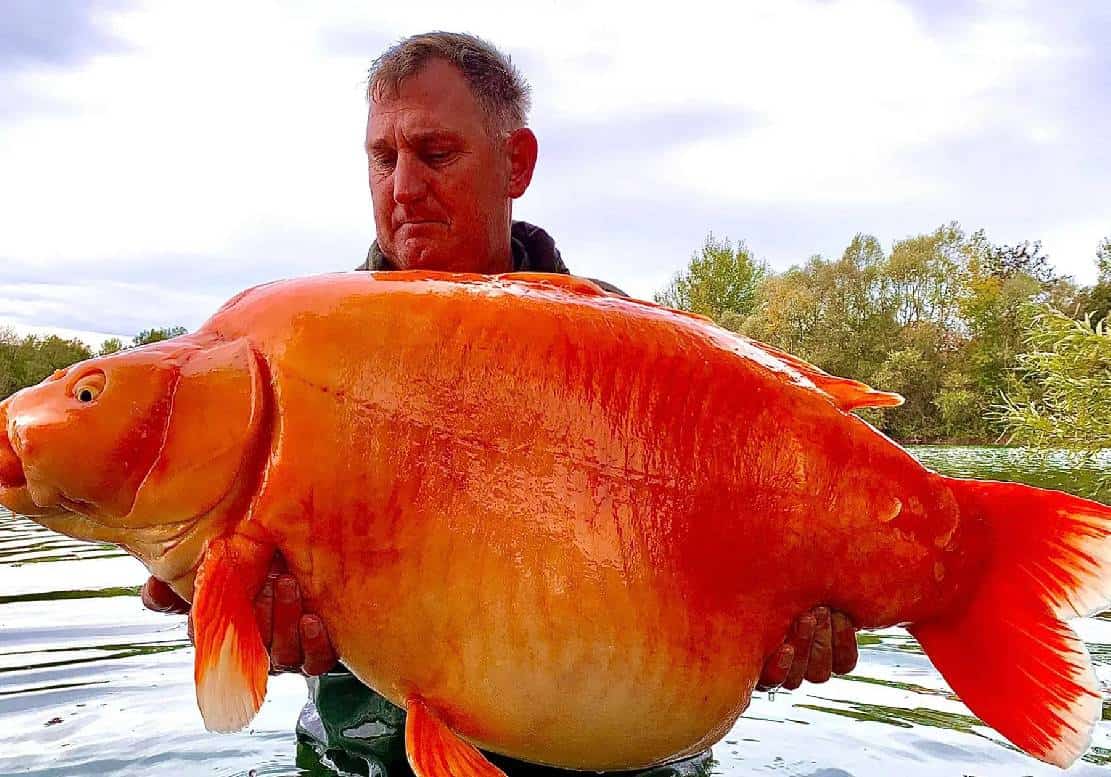 שבר שיא עולמי עם דג הזהב הגדול בהיסטוריה: "זה היה מזל צרוף"