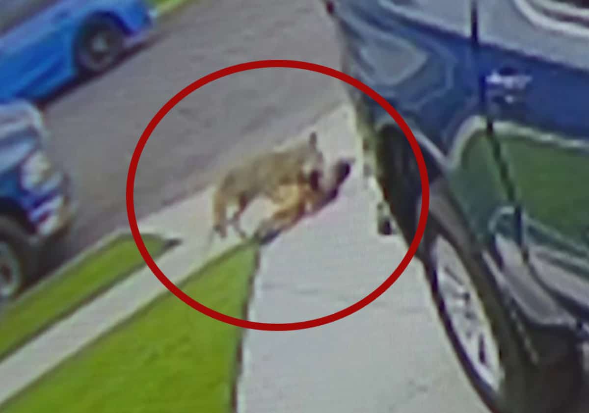 רגעי האימה דרך מצלמות האבטחה: ילד בן ארבע מדרום קליפורניה הותקף על ידי קויוטי 