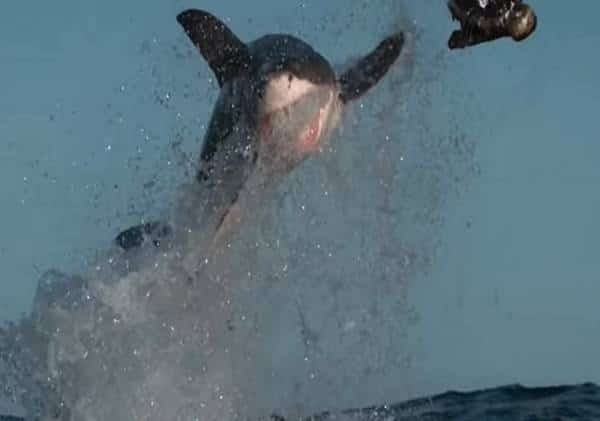 גיבור הסופ"ש: הציל את בנו הקטן ממלתעות כריש טורף שזינק לתוך הסירה והחל לגרור אותו למצולות