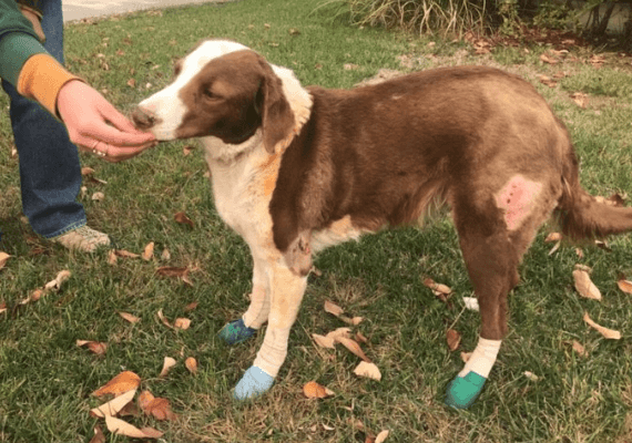 "היא הגנה על הבית היחיד שנותר בבלוק": הכלבה המסורה נותרה בפרדייס, למרות הלהבות