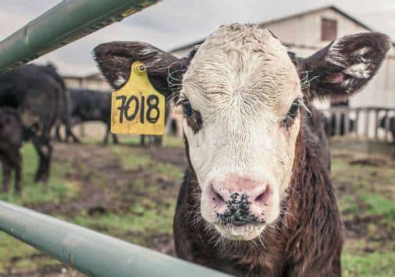 מזעזע: שלושה גברים מפנסילבניה מואשמים בקיום יחסי מין מאות פעמים עם בעלי חיים