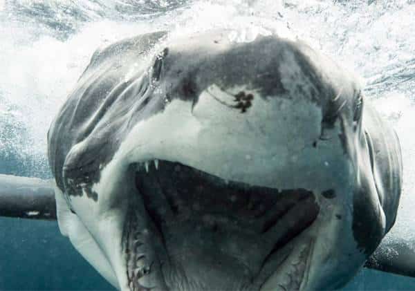 מלתעות לעיני המצלמה: מפגש פנים אל פנים בין צוללן לכריש עצום