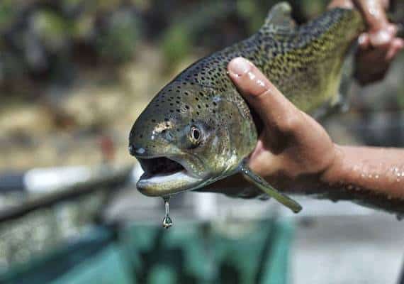 סקרמנטו: מיליון דגי סלמון שוחררו לטבע